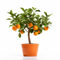 Sunrise grove orange tree