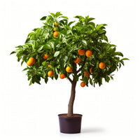 Asano orange tree