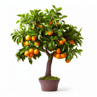 Ascanius orange tree