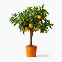 Asha orange tree