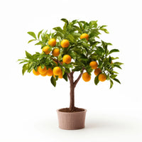 Asher orange tree