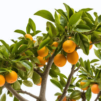 Ascanius orange tree