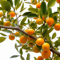 Asano orange tree